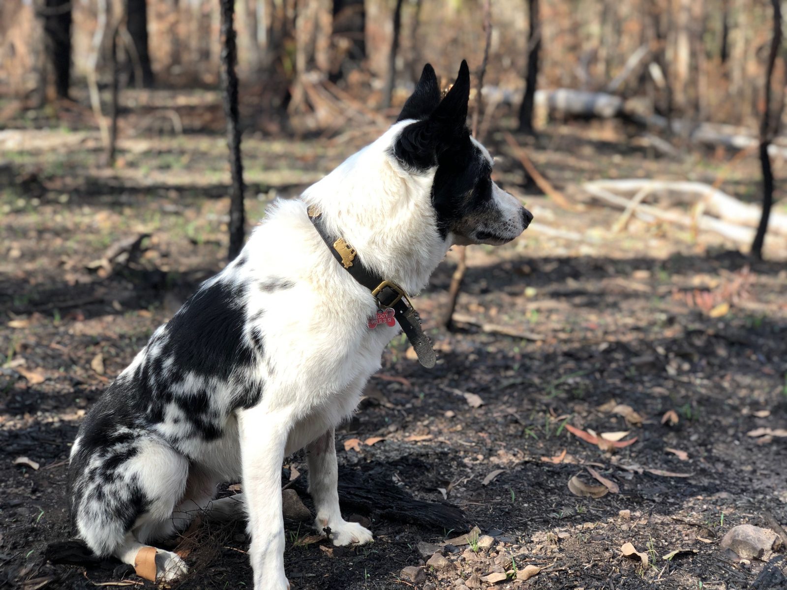 Ziggy surveys